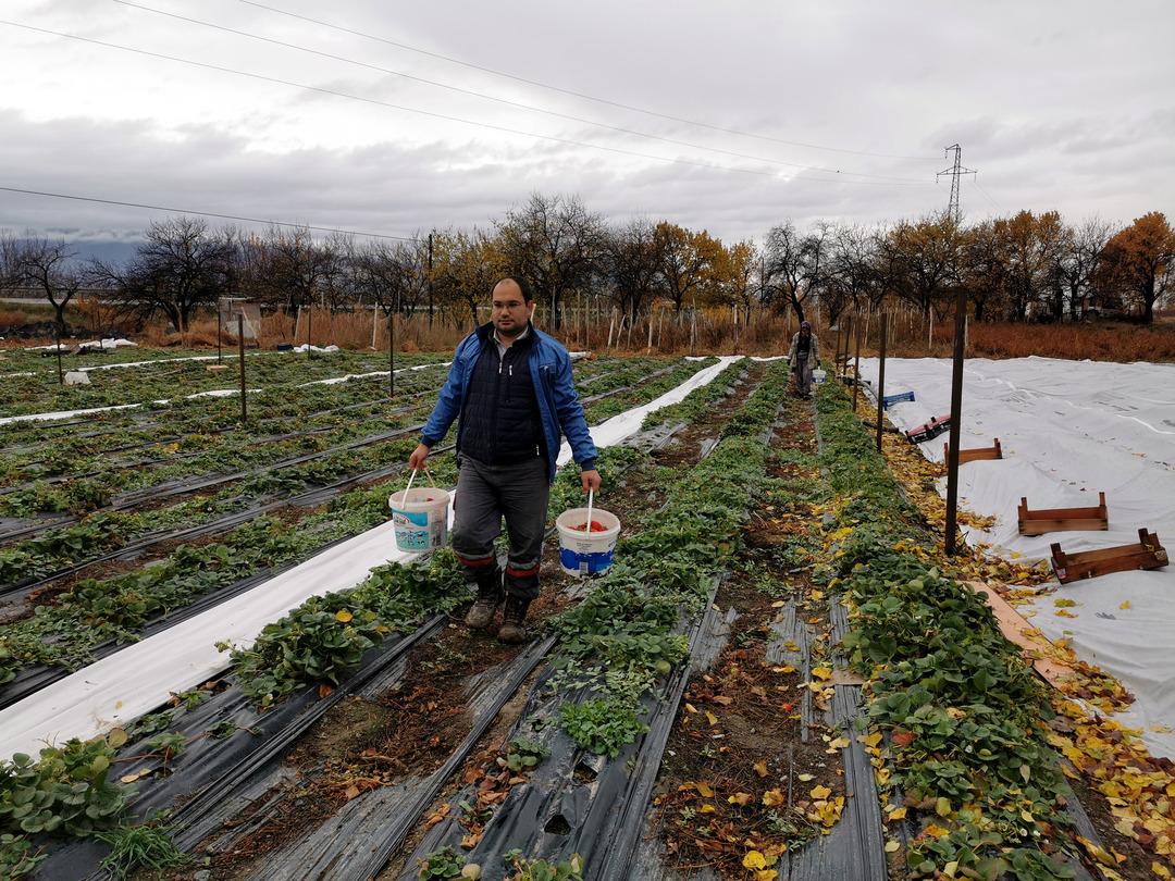 Sağında solunda kar ortasında hasat  Görünce şok oluyorlar   2