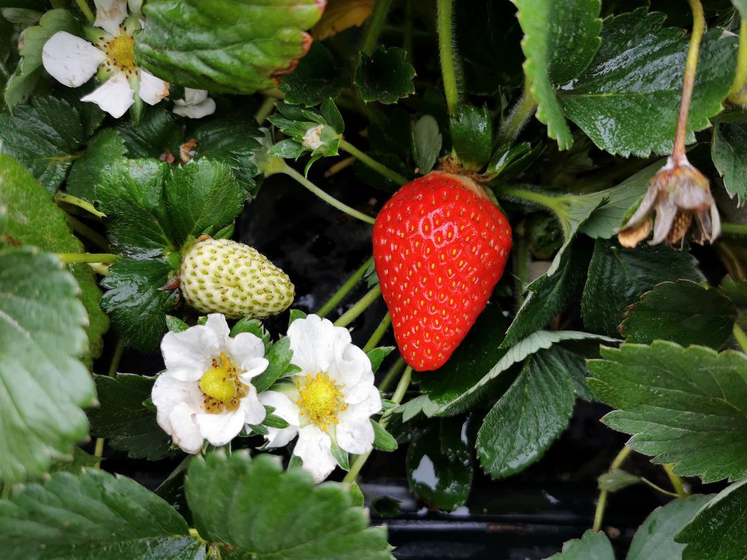 Sağında solunda kar ortasında hasat  Görünce şok oluyorlar   3
