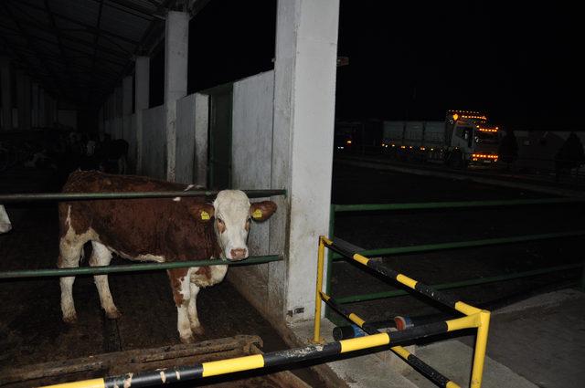 Çiftlik Bank mağdurları, kamyonlarda tesise gelip hayvan almak istedi (3)