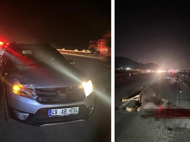 Muş'ta yola çıkan inekler kazaya neden oldu: 1 yaralı