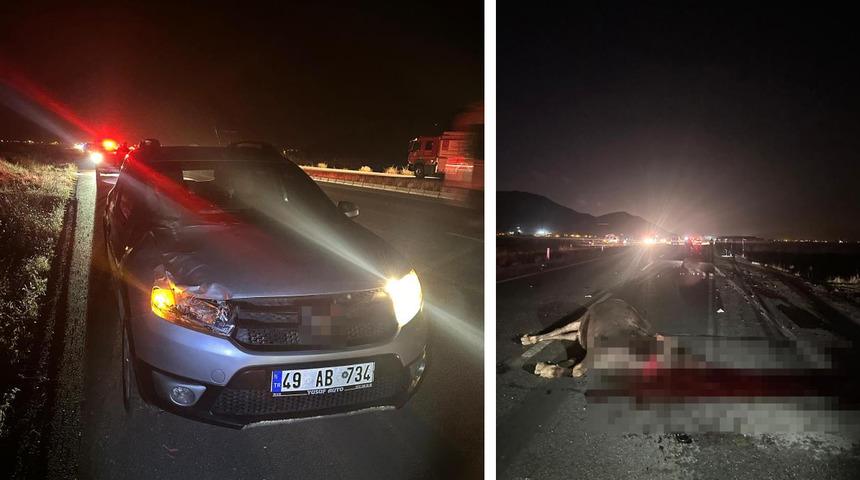 Muş'ta yola &ccedil;ıkan inekler kazaya neden oldu: 1 yaralı