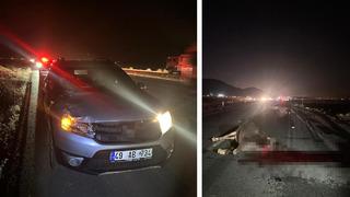 Muş'ta yola çıkan inekler kazaya neden oldu: 1 yaralı