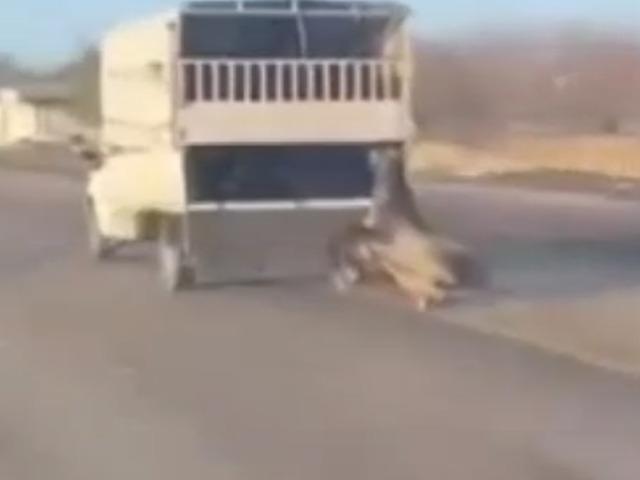 Kamyonetin arkasına bağladığı atı dakikalarca sürükledi; o anlar kamerada