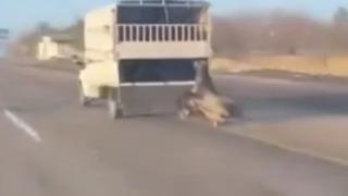 Kamyonetin arkasına bağladığı atı dakikalarca sürükledi; o anlar kamerada
