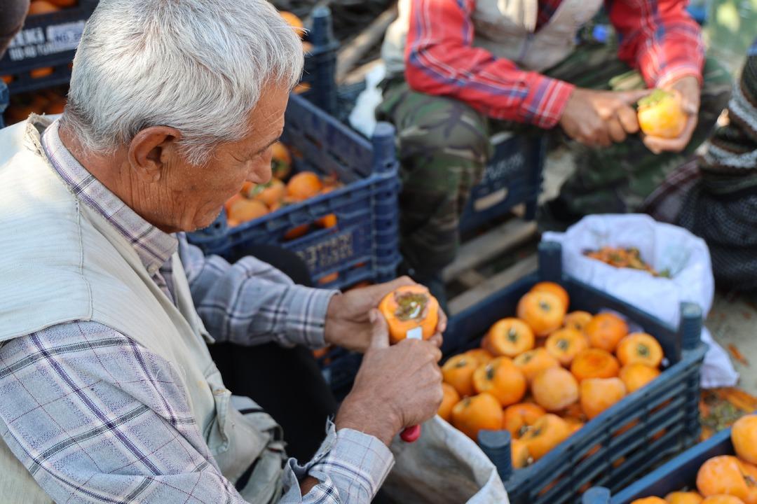 Köy fabrikaya dönüştü  Yılda bir 20 gün uğraşıyoruz! Çok iyi gelir kaynağı  8