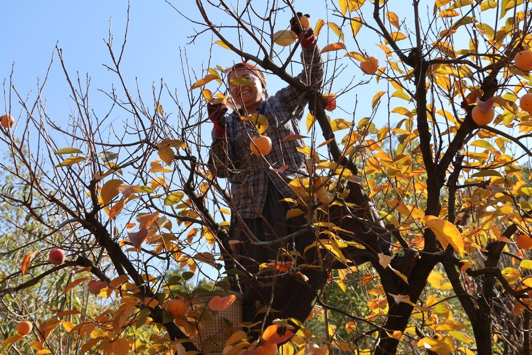 Köy fabrikaya dönüştü  Yılda bir 20 gün uğraşıyoruz! Çok iyi gelir kaynağı  11