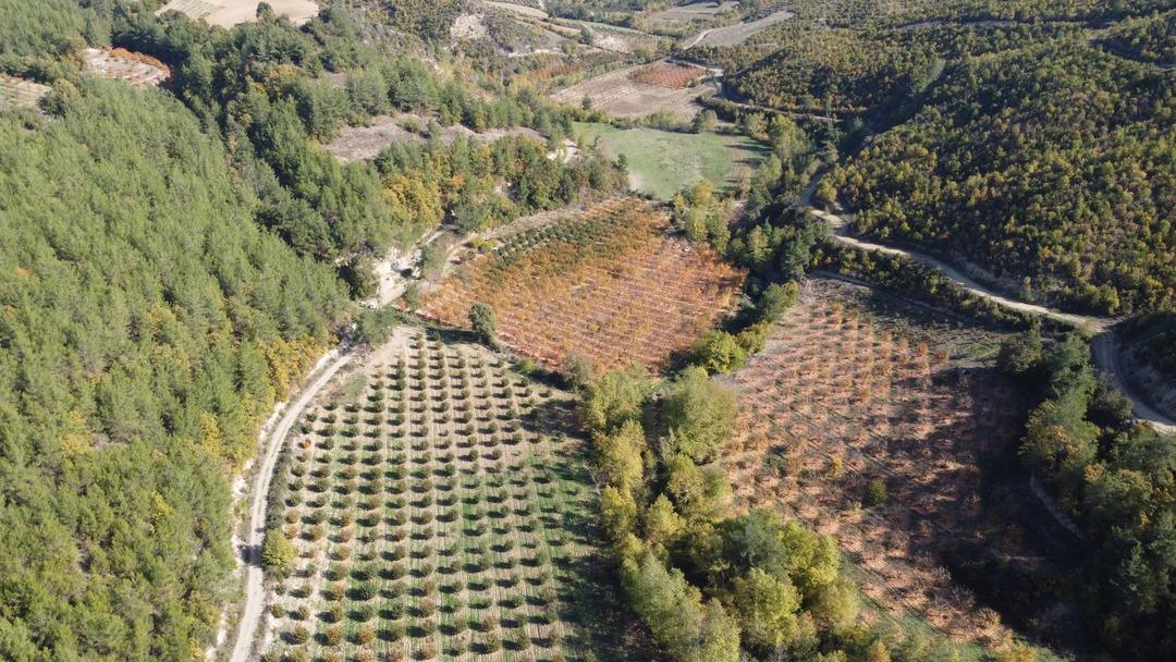 Köy fabrikaya dönüştü  Yılda bir 20 gün uğraşıyoruz! Çok iyi gelir kaynağı  1