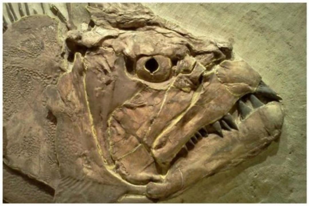 Onun fantastik bir yaratık olduğunu sanıyorsanız yanılıyorsunuz