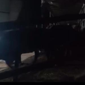 Aydın’da pasaportsuz hayvan sevkiyatına 1,2 milyon TL ceza