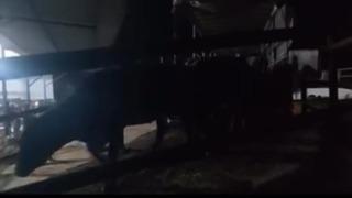 Aydın’da pasaportsuz hayvan sevkiyatına 1,2 milyon TL ceza