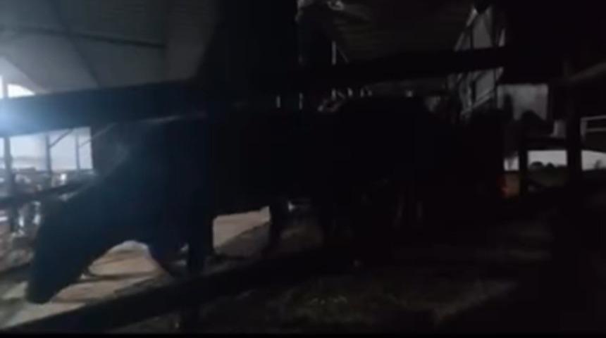 Aydın&rsquo;da pasaportsuz hayvan sevkiyatına 1,2 milyon TL ceza