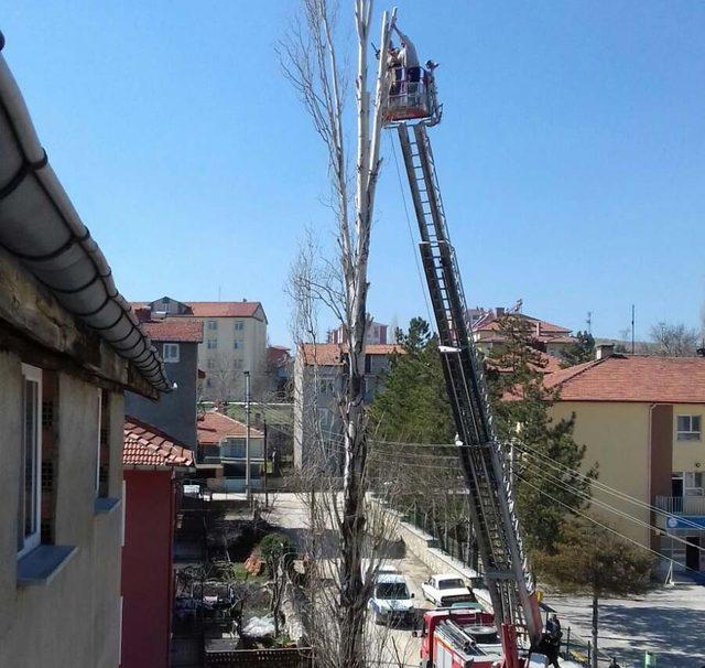 Hisarcık’ta tehlike oluşturan ağaçlar kesiliyor