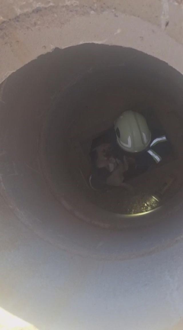 Hatay&rsquo;da 6 metrelik &ccedil;ukurda mahsur kalan yavru k&ouml;peği itfaiye kurtardı 4