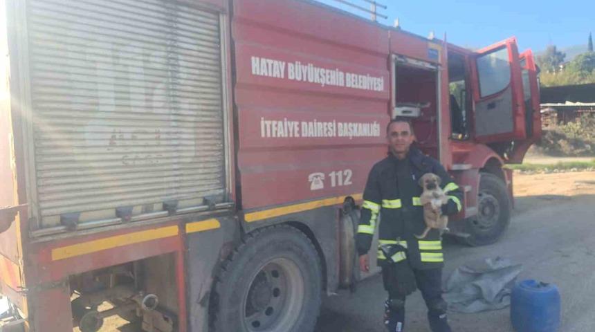 Hatay&rsquo;da 6 metrelik &ccedil;ukurda mahsur kalan yavru k&ouml;peği itfaiye kurtardı