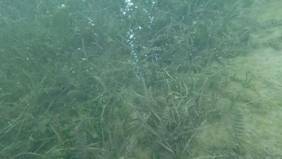 Sapanca daki korkutan kabarcılar... Şener Üşümezsoy Asıl tehlike demişti: "Depremleri tetikleyebilir" 8