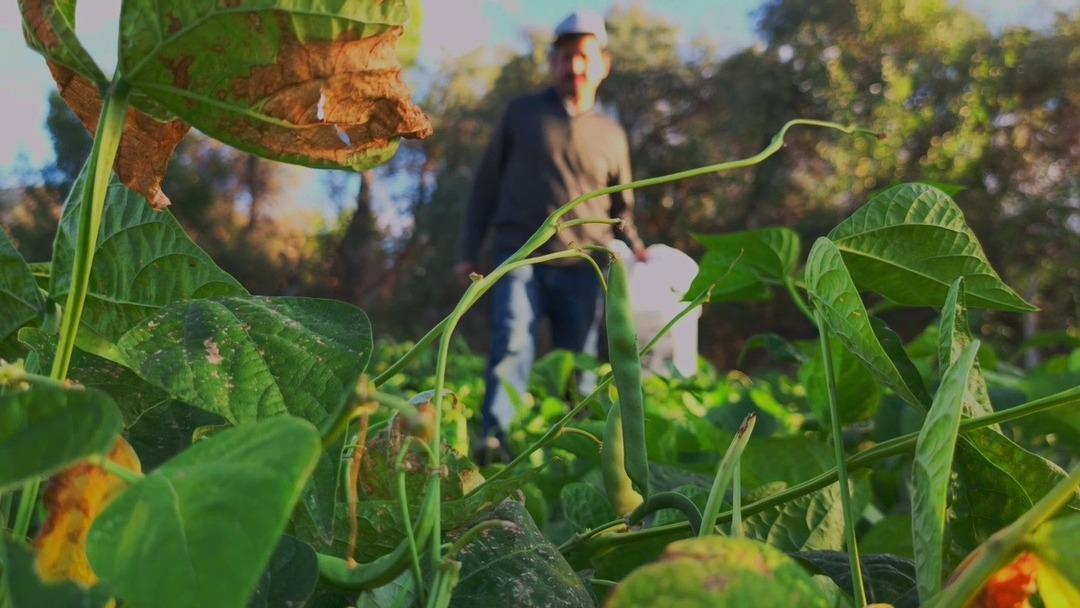 Adı: Beyaz altın! Yemek programlarında kullanılıyor 1