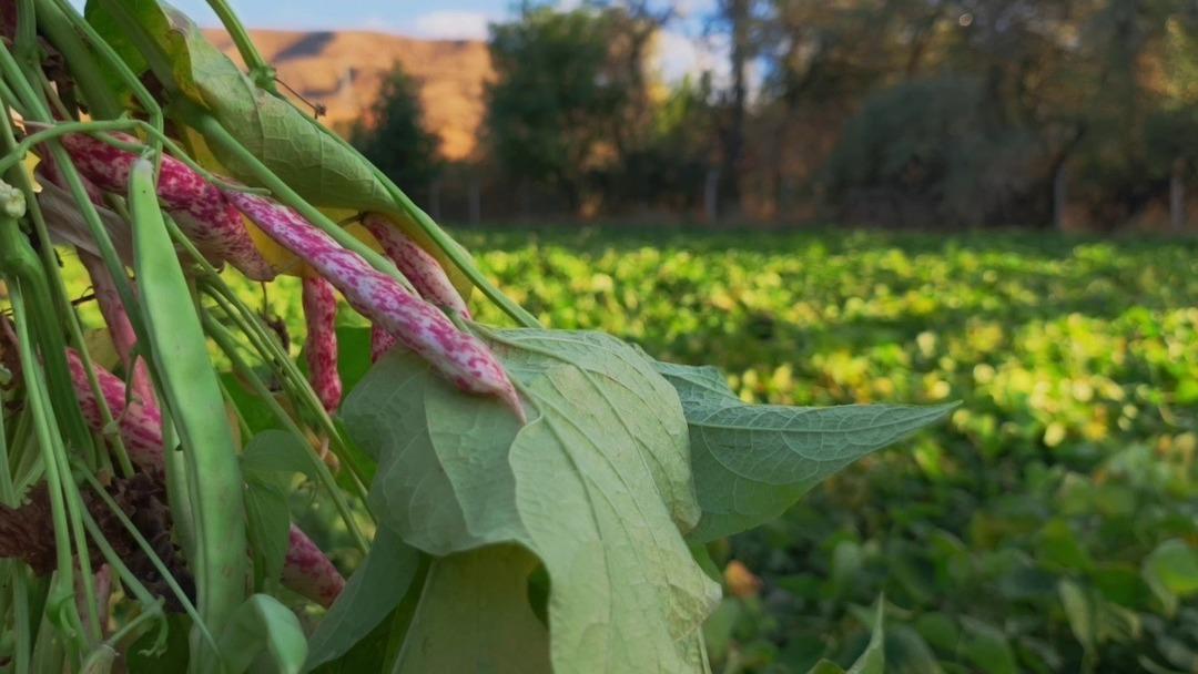 Adı: Beyaz altın! Yemek programlarında kullanılıyor 3