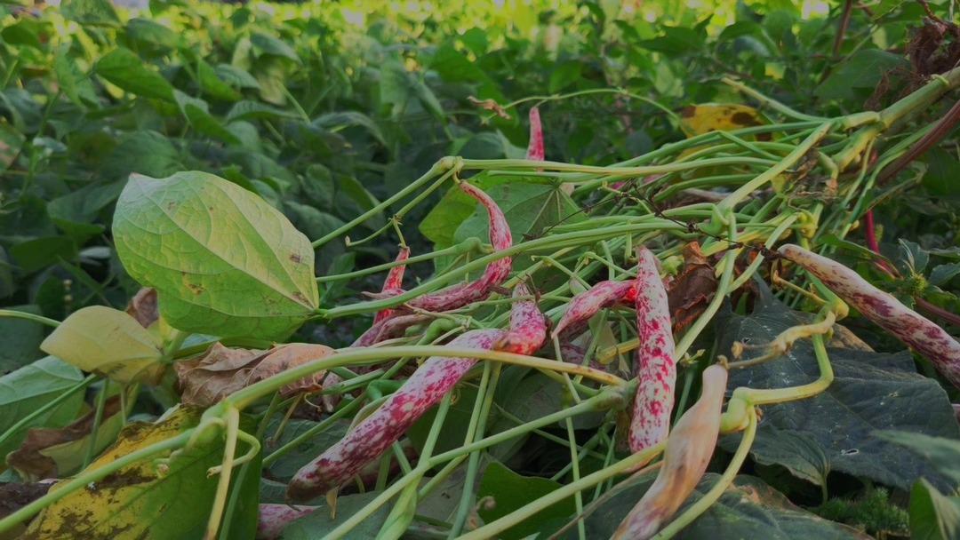 Adı: Beyaz altın! Yemek programlarında kullanılıyor 2
