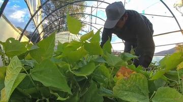 Dünyada yemek programlarında kullanılıyor: Erzurum'da üretiliyor