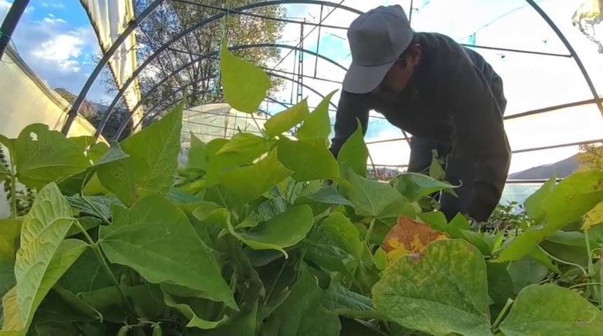 Adı: Beyaz altın! Yemek programlarında kullanılıyor