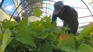 Dünyada yemek programlarında kullanılıyor: Erzurum'da üretiliyor