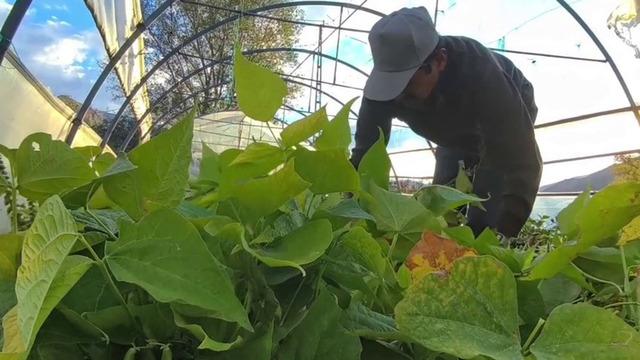 Dünyada yemek programlarında kullanılıyor: Erzurum'da üretiliyor