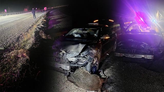 Belediye Başkanı Metin Gürbüz'ün bulunduğu aracın önüne atladılar! Araba pert oldu, domuzlar telef