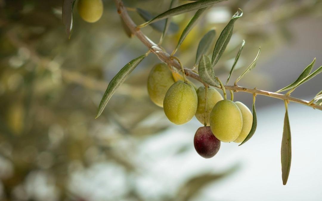 Hatay da 201 bin ton zeytin rekoltesi bekleniyor 2