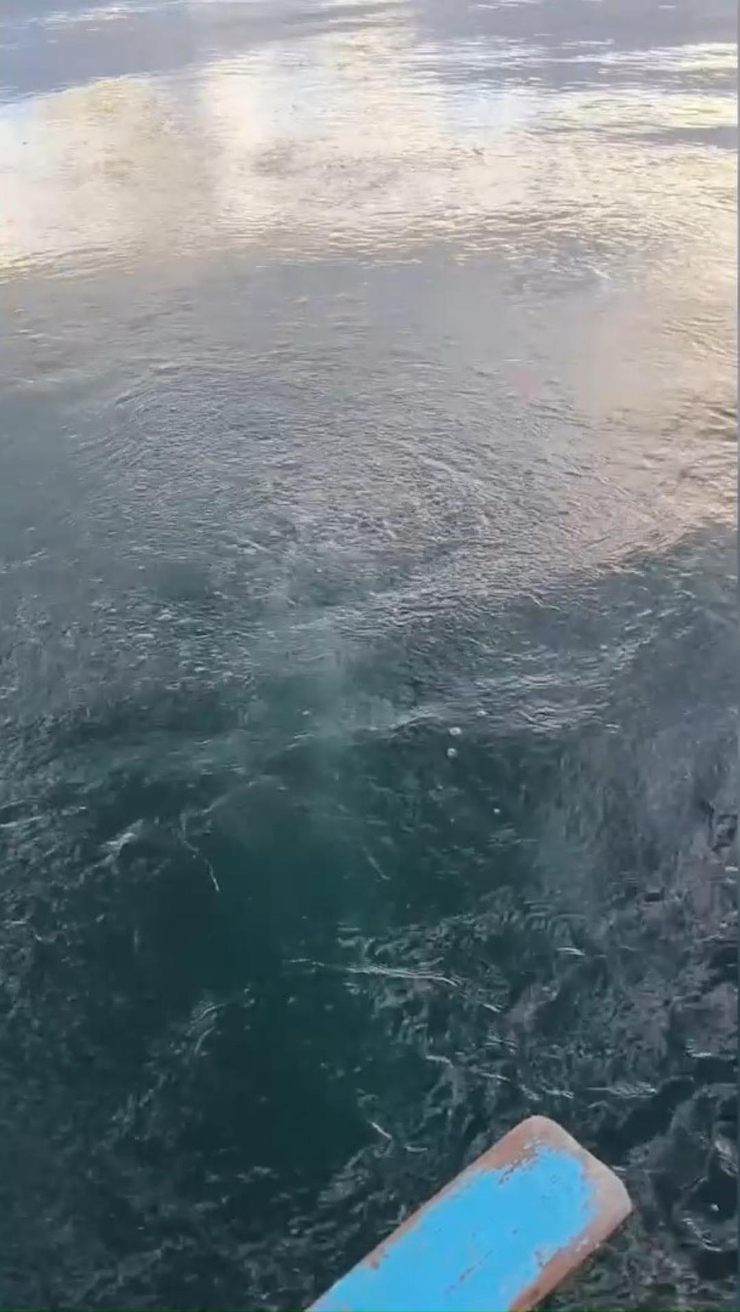 Sapanca Gölü ndeki kabarcıklar endişeye yol açtı! Nedenini Prof. Dr. Utkucu açıkladı 7