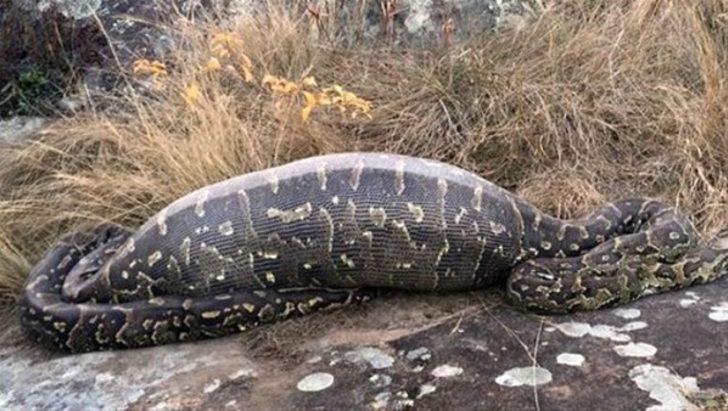 Kurt sürüsünün içinde amansız mücadele! G1