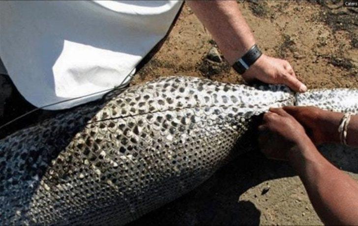 Kurt sürüsünün içinde amansız mücadele! G5