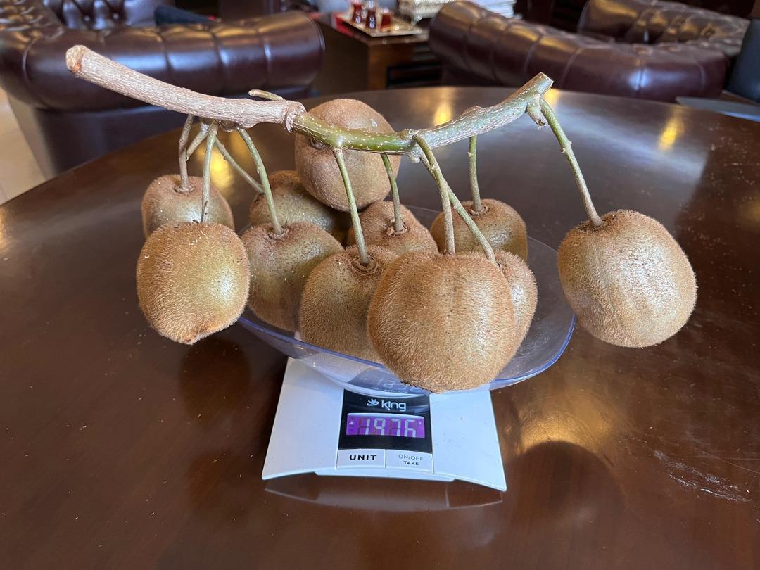 Çarşamba Ovası nda 180 gramlık kivi tescillendi 3