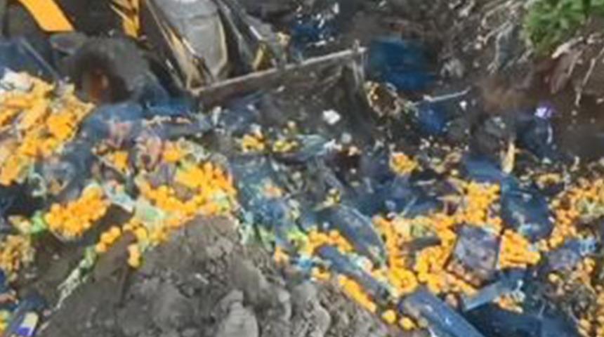 6 ton mandalina imha edildi! Nedeni açıklandı