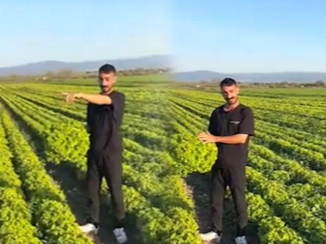 Marulun tanesine 2 TL teklif edilmişti: Çiftçinin isyanı pahalıya patladı