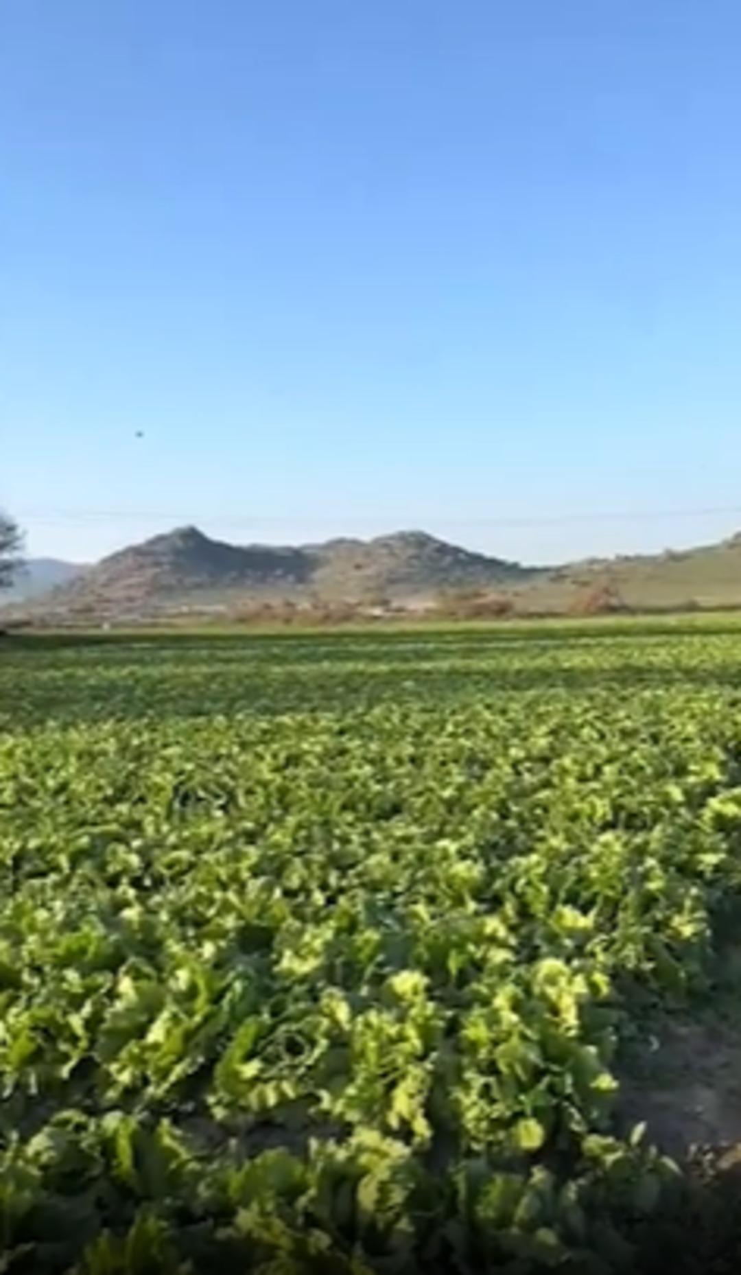 Marulun tanesine 2 TL teklif edilmişti: Çiftçinin isyanı pahalıya patladı 1