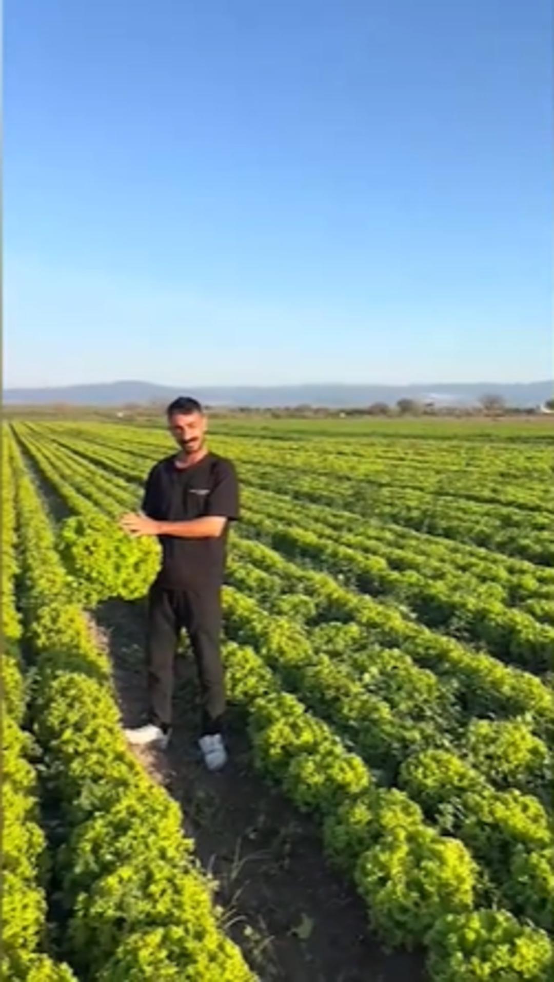 Marulun tanesine 2 TL teklif edilmişti: Çiftçinin isyanı pahalıya patladı 2