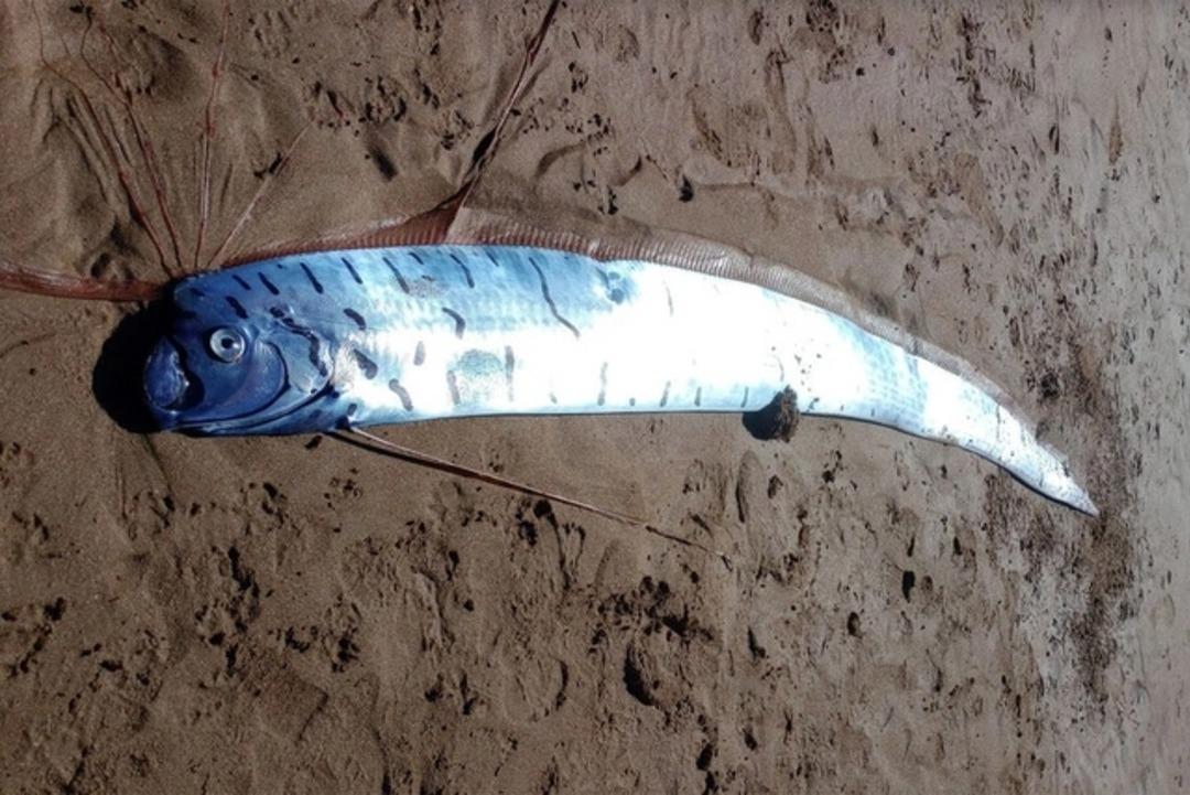 Kıyamet balığı sahile vurdu, görenler şaşkına döndü!  1