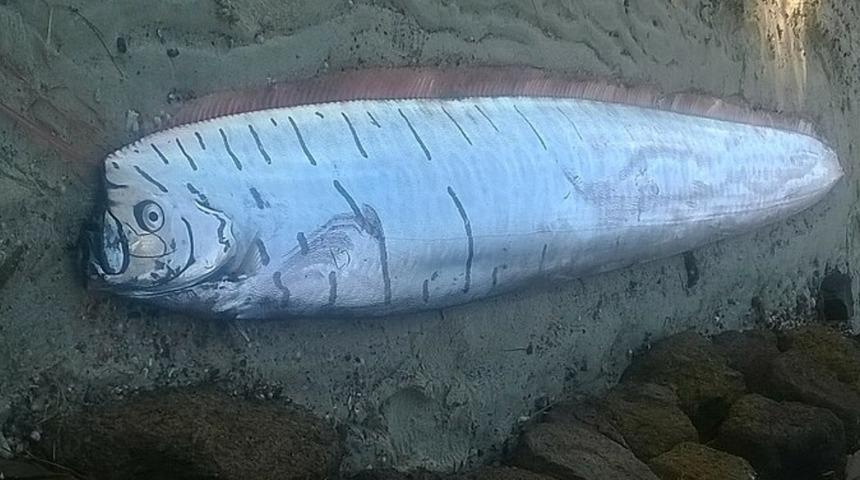 Kıyamet balığı sahile vurdu, görenler şaşkına döndü! 