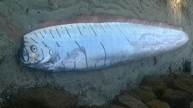 Kıyamet balığı sahile vurdu, görenler şaşkına döndü! 