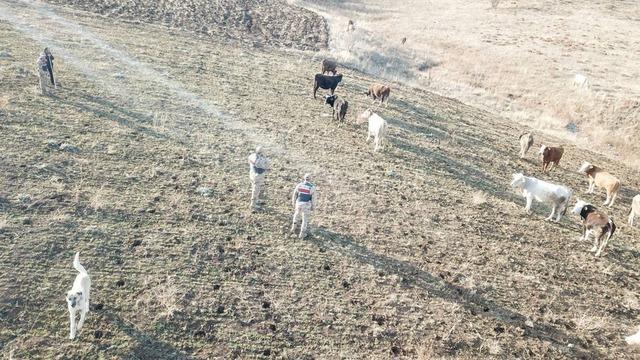 Refahiye’de kaybolan hayvanlar bulunarak sahibine teslim edildi