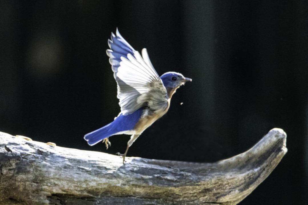  Kuş Teorisi  TikTok ta g&uuml;ndemde! İlişkinizi test edin: Sevgiliniz sizi ne kadar &ouml;nemsiyor? 1