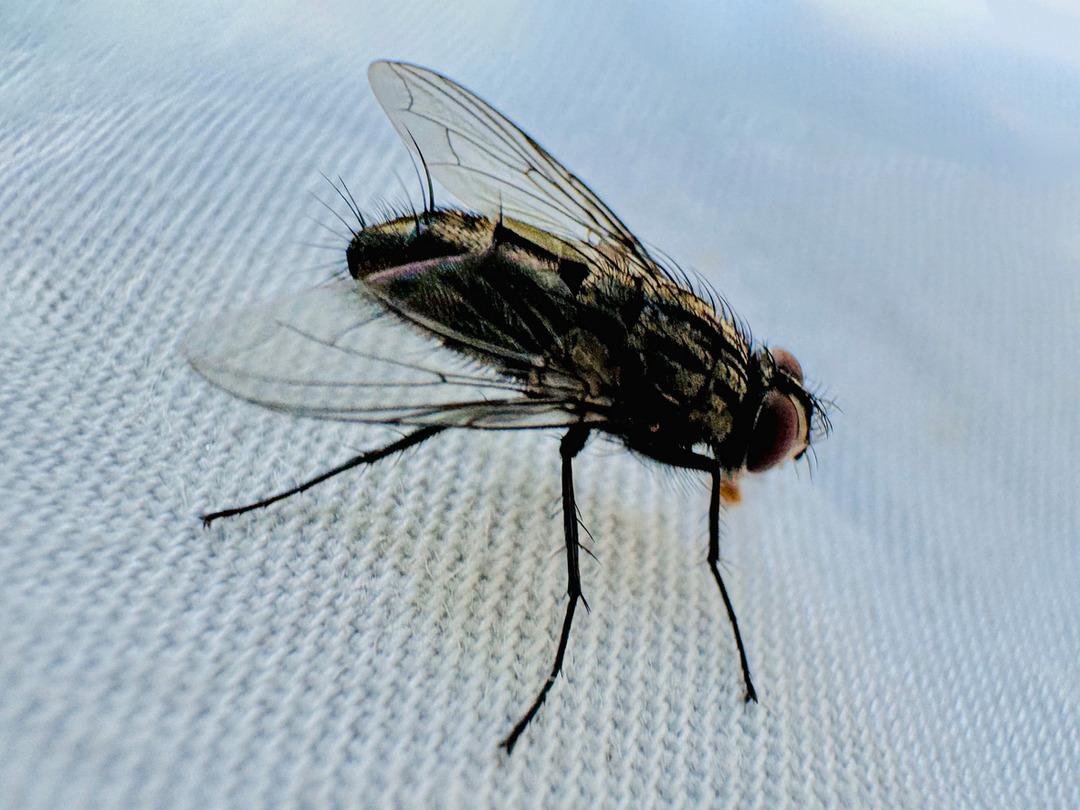 İzmir de karasinek istilası: Şehir d&ouml;rt koldan ila&ccedil;lanıyor! Uzman isim uyardı! 1