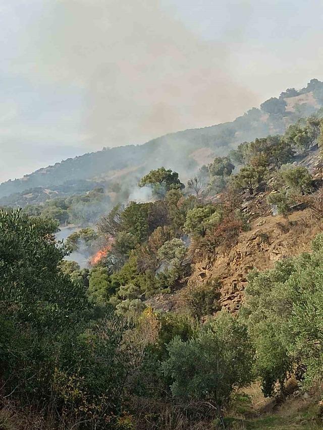 Bozdoğan’da orman yangını 1