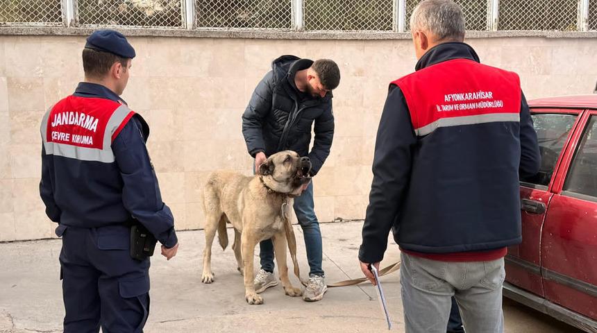 Köpek dövüştüren şahıslara jandarma baskını:12 gözaltı