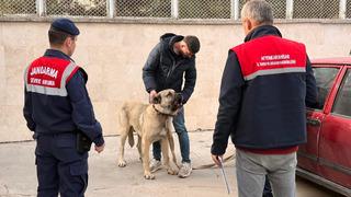 Köpek dövüştüren şahıslara jandarma baskını:12 gözaltı