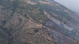 Aydın'da orman yangını! 1 kişi gözaltına alındı