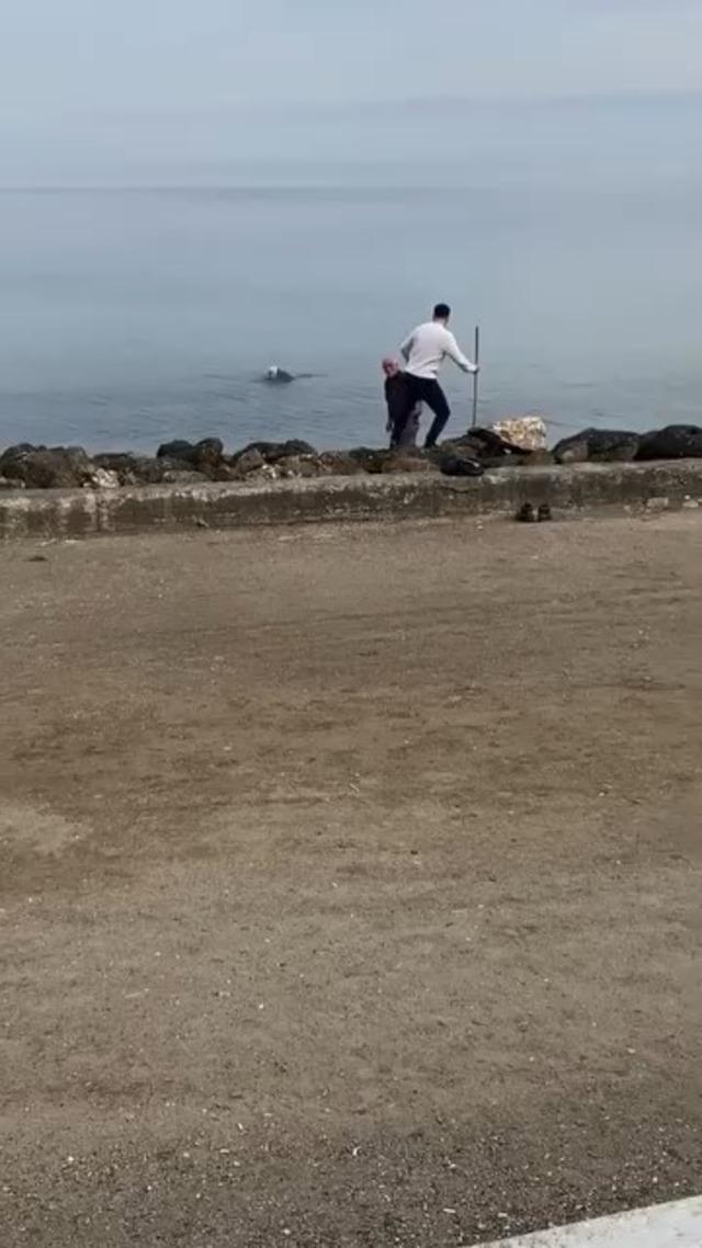 Mudanya sahilinde oltaya takılan martıyı vatandaş kurtardı 3