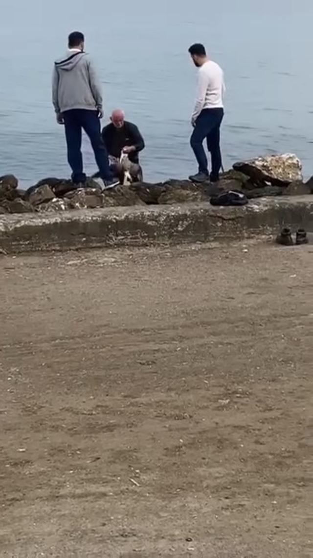 Mudanya sahilinde oltaya takılan martıyı vatandaş kurtardı 1