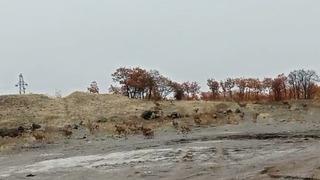 Tunceli’de dağ keçisi sürüsü görüntülendi