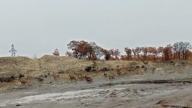 Tunceli’de dağ keçisi sürüsü görüntülendi